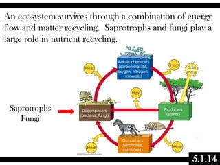 An ecosystem survives through a combination of energy
flow and matter recycling. Saprotrophs and fungi play a
large role in nutrient recycling.

Saprotrophs
Fungi

5.1.14

 