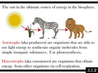 The sun in the ultimate source of energy in the biosphere.

Autotrophs (aka producers) are organisms that are able to
use light energy to synthesize organic molecules from
simple inorganic substances. Use photosynthesis.
Heterotrophs (aka consumers) are organisms that obtain
energy from other organisms via cell respiration.

5.1.2

 