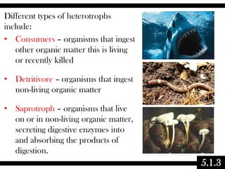 Different types of heterotrophs
include:
• Consumers – organisms that ingest
other organic matter this is living
or recently killed
• Detritivore – organisms that ingest
non-living organic matter
• Saprotroph – organisms that live
on or in non-living organic matter,
secreting digestive enzymes into
and absorbing the products of
digestion.

5.1.3

 