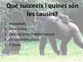 Què succeeix i quines són
les causes?
1. Assassinats
2. Caça furtiva
3. Destrucció de l’hàbitat natural
4. L’escalfament global
5. L’ Ebola
 