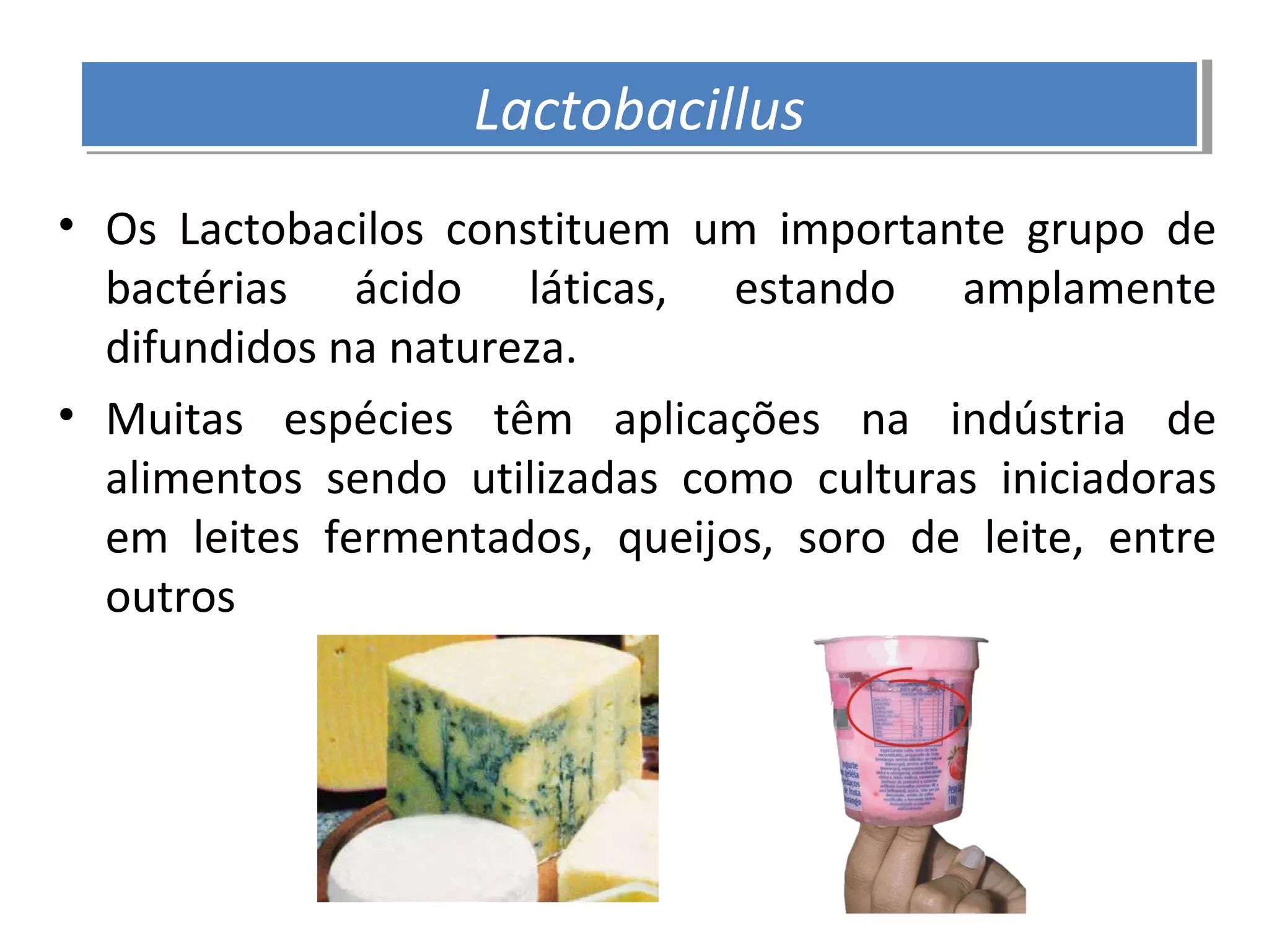 • Os Lactobacilos constituem um importante grupo de
bactérias ácido láticas, estando amplamente
difundidos na natureza.
• Muitas espécies têm aplicações na indústria de
alimentos sendo utilizadas como culturas iniciadoras
em leites fermentados, queijos, soro de leite, entre
outros
LactobacillusLactobacillus
 