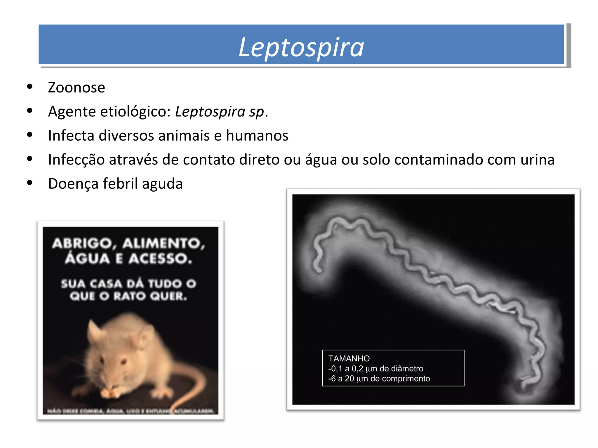 TAMANHO
-0,1 a 0,2 µm de diâmetro
-6 a 20 µm de comprimento
• Zoonose
• Agente etiológico: Leptospira sp.
• Infecta diversos animais e humanos
• Infecção através de contato direto ou água ou solo contaminado com urina
• Doença febril aguda
LeptospiraLeptospira
 