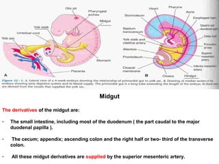 Midgut
The derivatives of the midgut are:
- The small intestine, including most of the duodenum ( the part caudal to the major
duodenal papilla ).
- The cecum; appendix; ascending colon and the right half or two- third of the transverse
colon.
- All these midgut derivatives are supplied by the superior mesenteric artery.
 