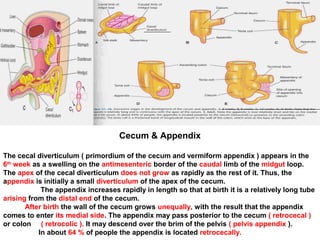 Cecum & Appendix
The cecal diverticulum ( primordium of the cecum and vermiform appendix ) appears in the
6th
week as a swelling on the antimesenteric border of the caudal limb of the midgut loop.
The apex of the cecal diverticulum does not grow as rapidly as the rest of it. Thus, the
appendix is initially a small diverticulum of the apex of the cecum.
The appendix increases rapidly in length so that at birth it is a relatively long tube
arising from the distal end of the cecum.
After birth the wall of the cecum grows unequally, with the result that the appendix
comes to enter its medial side. The appendix may pass posterior to the cecum ( retrocecal )
or colon ( retrocolic ). It may descend over the brim of the pelvis ( pelvis appendix ).
In about 64 % of people the appendix is located retrocecally.
 