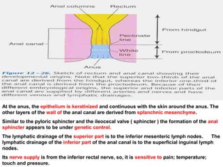 At the anus, the epithelium is keratinized and continuous with the skin around the anus. The
other layers of the wall of the anal canal are derived from splanchnic mesenchyme.
Similar to the pyloric sphincter and the ileocecal valve ( sphincter ) the formation of the anal
sphincter appears to be under genetic control.
The lymphatic drainage of the superior part is to the inferior mesenteric lymph nodes. The
lymphatic drainage of the inferior part of the anal canal is to the superficial inguinal lymph
nodes.
Its nerve supply is from the inferior rectal nerve, so, it is sensitive to pain; temperature;
touch and pressure.
 