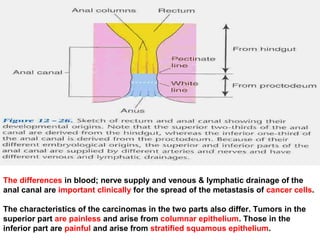 The differences in blood; nerve supply and venous & lymphatic drainage of the
anal canal are important clinically for the spread of the metastasis of cancer cells.
The characteristics of the carcinomas in the two parts also differ. Tumors in the
superior part are painless and arise from columnar epithelium. Those in the
inferior part are painful and arise from stratified squamous epithelium.
 