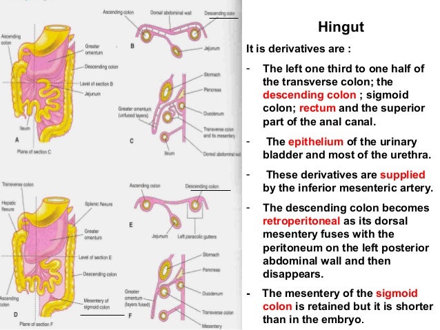 05. midgut& hindgut embryo