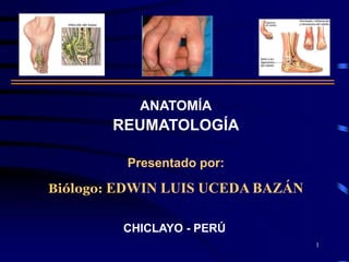 ANATOMÍA
REUMATOLOGÍA
Presentado por:
Biólogo: EDWIN LUIS UCEDA BAZÁN
CHICLAYO - PERÚ
1
 