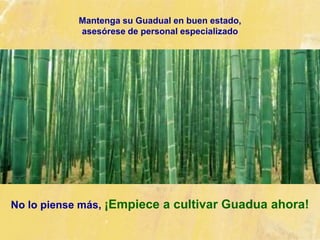 Mantenga su Guadual en buen estado,
asesórese de personal especializado
No lo piense más, ¡Empiece a cultivar Guadua ahora!
 