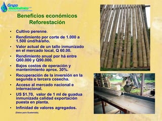 Beneficios económicos
Reforestación
• Cultivo perenne.
• Rendimiento por corte de 1.000 a
1.500 únd/há/año.
• Valor actual de un tallo inmunizado
en el mercado local, Q 60.00.
• Rendimiento anual por há entre
Q60.000 y Q90.000.
• Bajos costos de operación y
mantenimiento aprox. 30%.
• Recuperación de la inversión en la
segunda o tercera cosecha.
• Acceso al mercado nacional e
internacional.
• US $1.70, valor de 1 ml de guadua
inmunizada calidad exportación
puesta en planta.
• Infinidad de valores agregados.
(Datos para Guatemala).
 