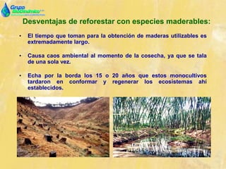 Desventajas de reforestar con especies maderables:
• El tiempo que toman para la obtención de maderas utilizables es
extremadamente largo.
• Causa caos ambiental al momento de la cosecha, ya que se tala
de una sola vez.
• Echa por la borda los 15 o 20 años que estos monocultivos
tardaron en conformar y regenerar los ecosistemas ahí
establecidos.
 