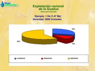 Explotación racional
de la Guadua
Datos para Colombia
Ejemplo: 1 Há (1.47 Mz)
Densidad: 5000 Unidades
60%
10%
30%
JUVENILES RENUEVOS MADUROS
 