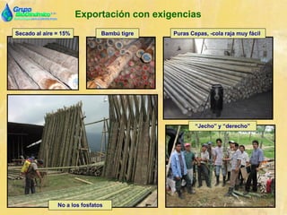 Exportación con exigencias
“Jecho” y “derecho”
No a los fosfatos
Puras Cepas, -cola raja muy fácilSecado al aire = 15% Bambú tigre
 