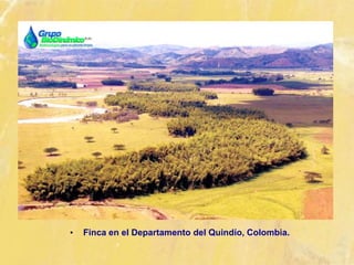 • Finca en el Departamento del Quindío, Colombia.
 