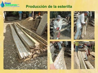 Producción de la esterilla
 