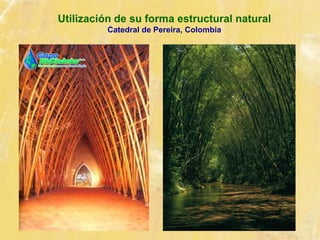 Utilización de su forma estructural natural
Catedral de Pereira, Colombia
 