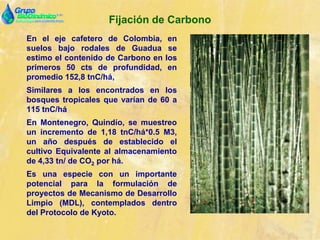 Fijación de Carbono
En el eje cafetero de Colombia, en
suelos bajo rodales de Guadua se
estimo el contenido de Carbono en los
primeros 50 cts de profundidad, en
promedio 152,8 tnC/há,
Similares a los encontrados en los
bosques tropicales que varían de 60 a
115 tnC/há
En Montenegro, Quindío, se muestreo
un incremento de 1,18 tnC/há*0.5 M3,
un año después de establecido el
cultivo Equivalente al almacenamiento
de 4,33 tn/ de CO2 por há.
Es una especie con un importante
potencial para la formulación de
proyectos de Mecanismo de Desarrollo
Limpio (MDL), contemplados dentro
del Protocolo de Kyoto.
 
