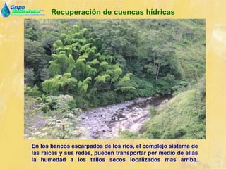 Recuperación de cuencas hídricas
En los bancos escarpados de los ríos, el complejo sistema de
las raíces y sus redes, pueden transportar por medio de ellas
la humedad a los tallos secos localizados mas arriba.
 