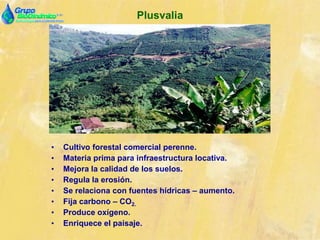 Plusvalia
• Cultivo forestal comercial perenne.
• Materia prima para infraestructura locativa.
• Mejora la calidad de los suelos.
• Regula la erosión.
• Se relaciona con fuentes hídricas – aumento.
• Fija carbono – CO2.
• Produce oxígeno.
• Enriquece el paisaje.
 