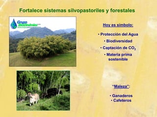 Fortalece sistemas silvopastoriles y forestales
“Maleza”:
• Ganaderos
• Cafeteros
Hoy es símbolo:
• Protección del Agua
• Biodiversidad
• Captación de CO2
• Materia prima
sostenible
 