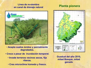 Planta pionera
• Acepta suelos ácidos y parcialmente
degradados.
• Crece a pesar de inundación temporal.
• Invade terrenos vecinos secos, fija
riberas.
• Crea microclima húmedo y fresco.
Guadual del año 2010,
mitad Bosque, mitad
ganado
Línea de re-siembra
en canal de drenaje natural
 