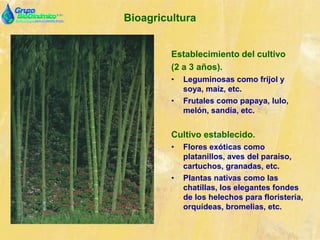Bioagricultura
Establecimiento del cultivo
(2 a 3 años).
• Leguminosas como fríjol y
soya, maíz, etc.
• Frutales como papaya, lulo,
melón, sandía, etc.
Cultivo establecido.
• Flores exóticas como
platanillos, aves del paraíso,
cartuchos, granadas, etc.
• Plantas nativas como las
chatíllas, los elegantes fondes
de los helechos para floristería,
orquídeas, bromelias, etc.
 