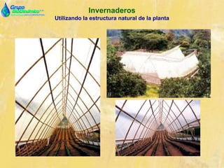 Invernaderos
Utilizando la estructura natural de la planta
 