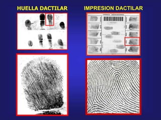 HUELLA DACTILAR IMPRESION DACTILAR
 