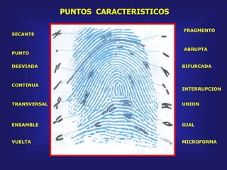 PUNTOS CARACTERISTICOS
VUELTA
ENSAMBLE
TRANSVERSAL
CONTINUA
DESVIADA
PUNTO
SECANTE
FRAGMENTO
ABRUPTA
BIFURCADA
INTERRUPCION
UNION
OJAL
MICROFORMA
 