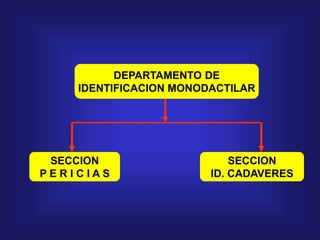 DEPARTAMENTO DE
IDENTIFICACION MONODACTILAR
SECCION
P E R I C I A S
SECCION
ID. CADAVERES
 