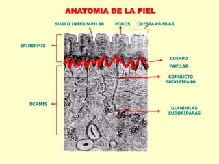 ANATOMIA DE LA PIEL
EPIDERMIS
DERMIS
CONDUCTO
SUDORIPARO
GLANDULAS
SUDORIPARAS
POROS CRESTA PAPILARSURCO INTERPAPILAR
CUERPO
PAPILAR
 