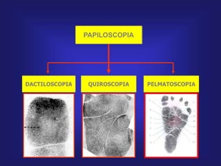 QUIROSCOPIA PELMATOSCOPIADACTILOSCOPIA
PAPILOSCOPIA
 