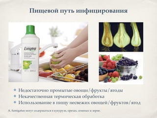 Пищевой путь инфицирования
✤ Недостаточно промытые овощи/фрукты/ягоды8
✤ Некачественная термическая обработка8
✤ Использование в пищу несвежих овощей/фруктов/ягод
A. fumigatus могут содержаться в кукурузе, орехах, семенах и зерне.
 