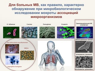 H. influencae S.aureus P.aeruginosa B.cepacia
Грамотрицательная НФ
микрофлора
Achromobacter xylosoxidans
Stenotrophomonas maltoph.
Acinetobacter_baumannii
Для больных МВ, как правило, характерно
обнаружение при микробиологическом
исследовании мокроты ассоциаций
микроорганизмов
non tuberculosis mycobacterium
MRSA
Aspergillus fumigatus
 