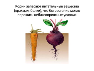 Корни запасают питательные вещества
(крахмал, белки), что бы растение могло
пережить неблагоприятные условия
 