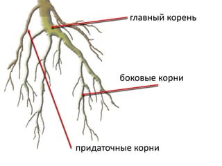 главный корень
придаточные корни
боковые корни
 