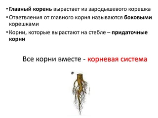 •Главный корень вырастает из зародышевого корешка
•Ответвления от главного корня называются боковыми
корешками
•Корни, которые вырастают на стебле – придаточные
корни
Все корни вместе - корневая система
 