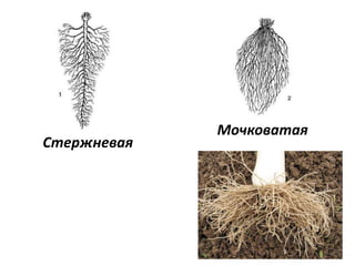 Стержневая
Мочковатая
 