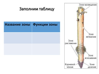 Заполним таблицу
Название зоны Функции зоны
 