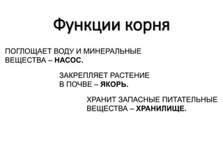 Функции корня
ПОГЛОЩАЕТ ВОДУ И МИНЕРАЛЬНЫЕ
ВЕЩЕСТВА – НАСОС.
ЗАКРЕПЛЯЕТ РАСТЕНИЕ
В ПОЧВЕ – ЯКОРЬ.
ХРАНИТ ЗАПАСНЫЕ ПИТАТЕЛЬНЫЕ
ВЕЩЕСТВА – ХРАНИЛИЩЕ.
 