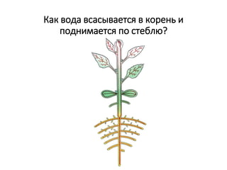 Как вода всасывается в корень и
поднимается по стеблю?
 
