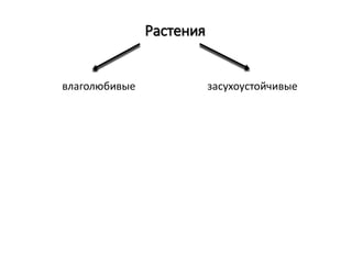 Растения
влаголюбивые засухоустойчивые
 
