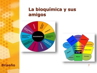 7Briseño
La bioquímica y sus
amigos
 