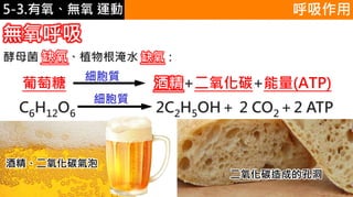 5-1.運動與體重控制
無氧呼吸
呼吸作用
C6H12O6 2C2H5OH＋ 2 CO2＋2 ATP
細胞質
酵母菌 缺氧、植物根淹水 缺氧：
葡萄糖 酒精+二氧化碳+能量(ATP)
細胞質
酒精、二氧化碳氣泡
二氧化碳造成的孔洞
5-3.有氧、無氧 運動
 