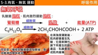 5-1.運動與體重控制
無氧呼吸
呼吸作用
葡萄糖 乳酸 + 能量(ATP)
C6H12O6 2CH3CHOHCOOH＋ 2 ATP
乳酸菌 缺氧、肌肉激烈運動 缺氧：
細胞質
細胞質
泡菜是一種經乳酸菌厭氧發酵後，製
成酸漬性風味蔬菜
在高強度運動後，
肌肉都會產生乳
酸，它是新陳代
謝下所產生的副
產品，乳酸會造
成肌肉痠痛
5-3.有氧、無氧 運動
 