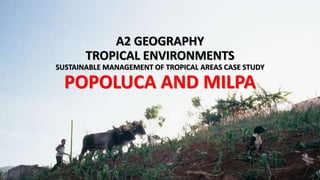 A2 GEOGRAPHY
TROPICAL ENVIRONMENTS
SUSTAINABLE MANAGEMENT OF TROPICAL AREAS CASE STUDY
POPOLUCA AND MILPA
 