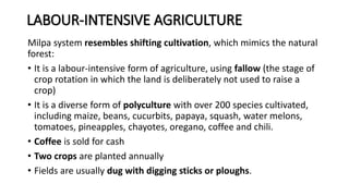 Milpa Field Rotation CAMBRIDGE GEOGRAPHY A2 - TROPICAL ENVIRONMENTS: POPOLUCA AND MILPA ...