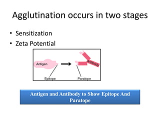 Agglutination occurs in two stages
• Sensitization
• Zeta Potential
Antigen and Antibody to Show Epitope And
Paratope
 