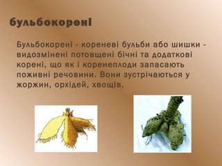 бульбокорені
 Бульбокорені - кореневі бульби або шишки -
видозмінені потовщені бічні та додаткові
корені, що як і коренеплоди запасають
поживні речовини. Вони зустрічаються у
жоржин, орхідей, хвощів.
 