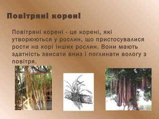 Повітряні корені
 Повітряні корені - це корені, які
утворюються у рослин, що пристосувалися
рости на корі інших рослин. Вони мають
здатність звисати вниз і поглинати вологу з
повітря.
 